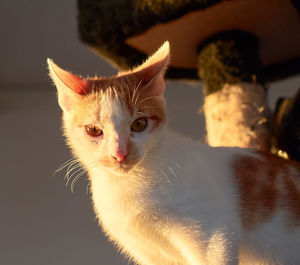 Close-up portrait of cat at night
