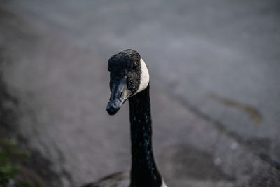 Close-up of black swan