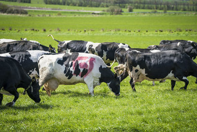 Cows grazing in field