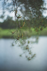 Close-up of plants