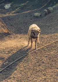 Dog walking outdoors