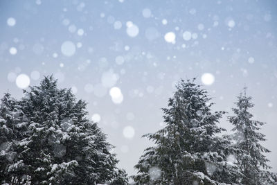 Low angle view of pine trees against sky during winter