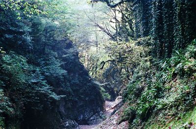 Trees growing in forest