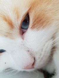 Close-up of cat