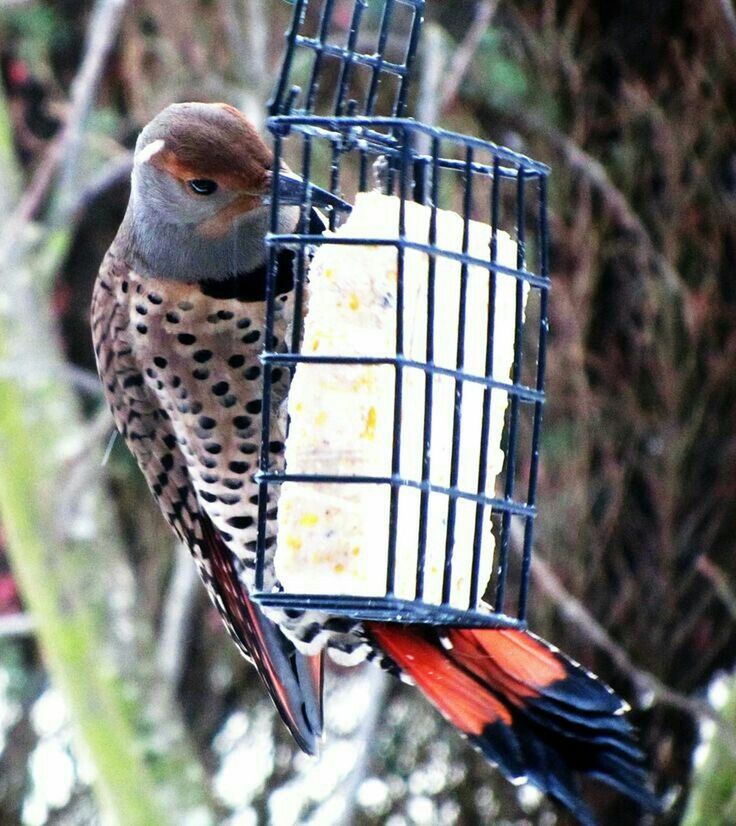 Backyardbirds