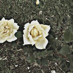 High angle view of white roses