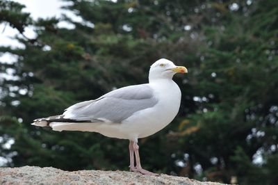 Close-up of seagull perching on a tree