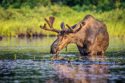 Giraffe in lake