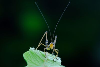 animal