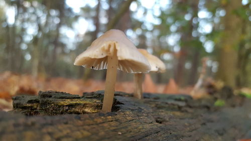 Close-up of mushroom growing on field