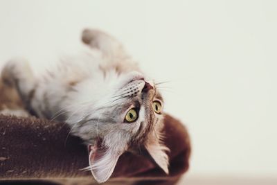 Close-up of upside down cat looking away at home