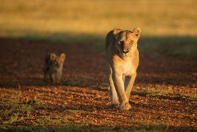 Lioness running on field