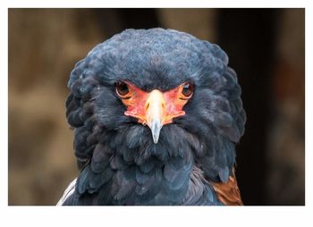 Close-up portrait of a bird