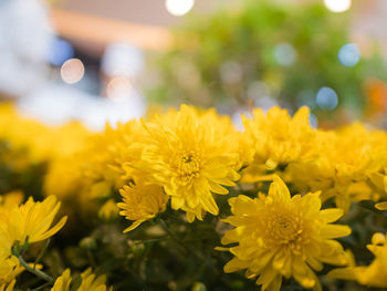 Close-up of yellow flowering plant