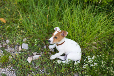 Dog looking away on field