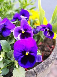 Close-up of purple iris blooming outdoors