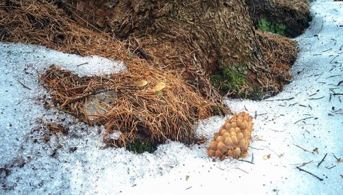 High angle view of animal on snow covered land