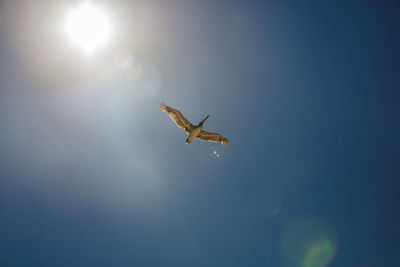 Low angle view of bird flying against sky