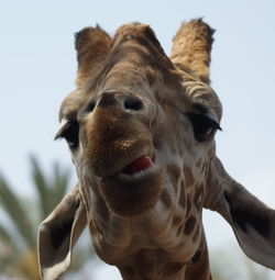 Low angle portrait of giraffe against sky