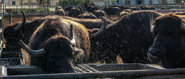 Cows standing in a field