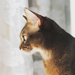 Close-up of a cat looking away