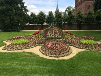 Plants growing in garden