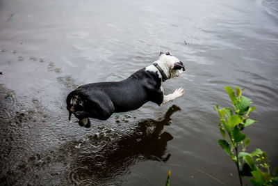 High angle view of dog on lake