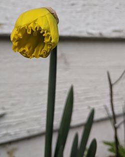 Close-up of yellow rose on lake