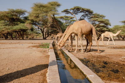 A herd of camels drinking water at kalacha oasis in north horr, kenya