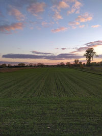 Scenic view of agricultural field against sky during sunset