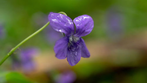 Close-up of purple flowering plant