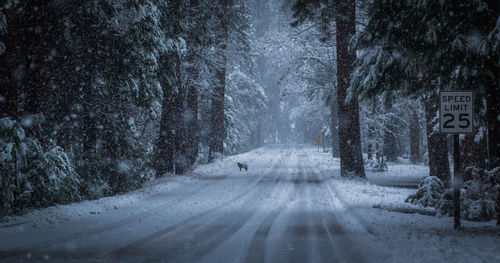 Road amidst trees in forest during winter