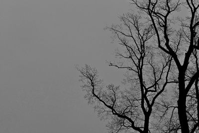 Low angle view of bare tree against clear sky