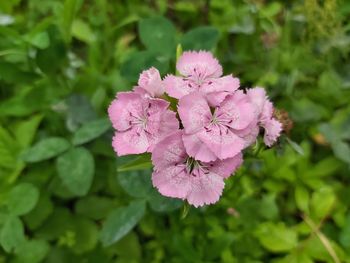 Close-up of pink flowering plant