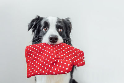 Close-up of dog against white background