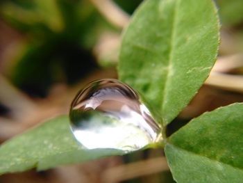 Close up of leaf