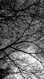 Low angle view of bare tree against sky