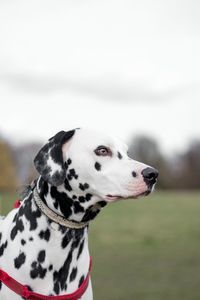 Close-up of dog against sky