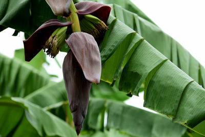 Close-up of green leaves on plant