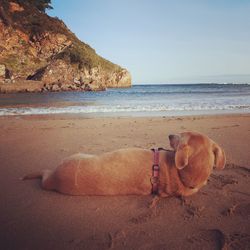 Dog lying on sand at beach against sky