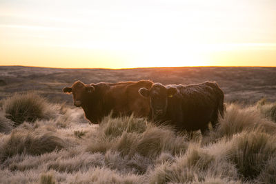 Sheep on field against sky during sunset