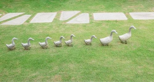 Flock of birds on grassy field