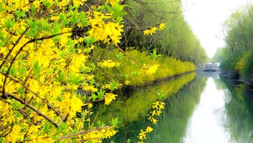 Reflection of trees in water