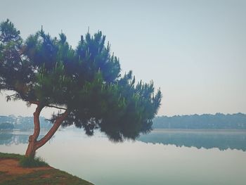 Tree by lake against clear sky