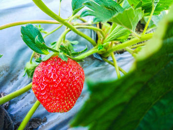 Close-up of strawberry on plant