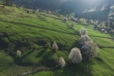 Spring rural landscape with blooming trees in the mountain area, of bucovina - romania.