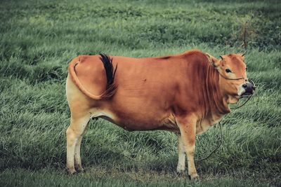 Cow standing in field