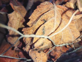 Close-up of dry leaves on tree during winter