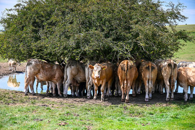 Cows sheltering from sun south downs