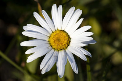 Close-up of white daisy